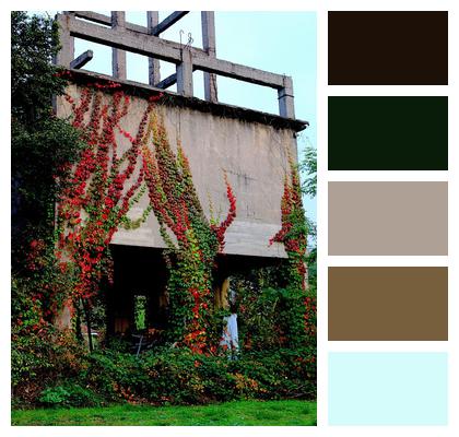 Wood Nature Outdoors Vines Image