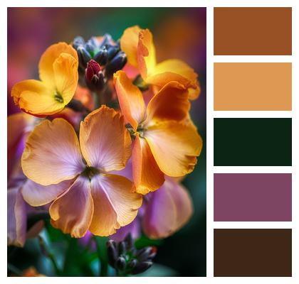 Gold Lacquer Beautiful Flowers Bloom Flower Wallpaper Image