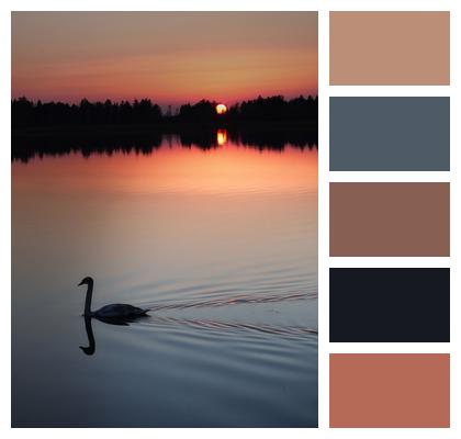 Sunset Swan Lake Image