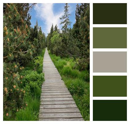 Forest Wooden Bridge Swamp Way Out Image