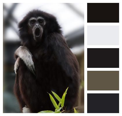 Primate Ape Gibbon Image
