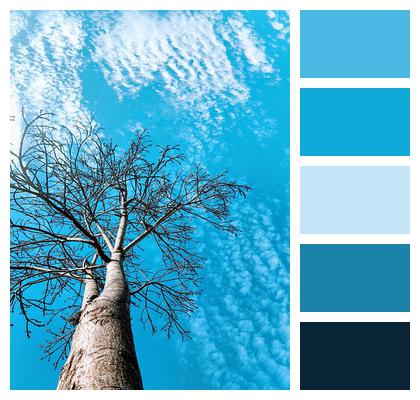 Wood Nature Sky Trunk Image