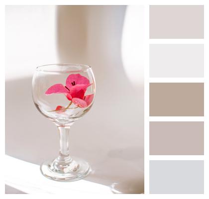 Flower In A Glass Beautiful Flowers Still Life Pink Flower Image