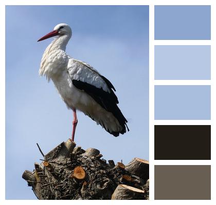 Truncated Tree Bird Nature Ornithology Image