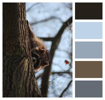 Mammal Trunk Raccoon Climb Image