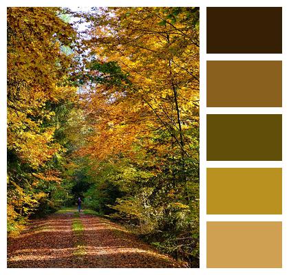 Leaves In The Autumn Nature Landscape Forest Image