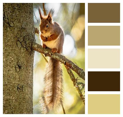 Wood Nature Squirrel Foraging Image