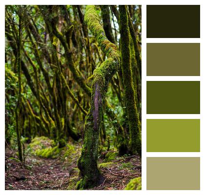 Canary Islands Nature Tree Jungle Image