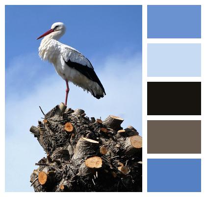 Ornithology Stork Animal Beak Image