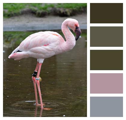 Flamingo Pink Animal Image
