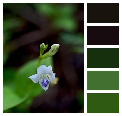 Flower Wallpaper Nature Twotone Garden Flower Image