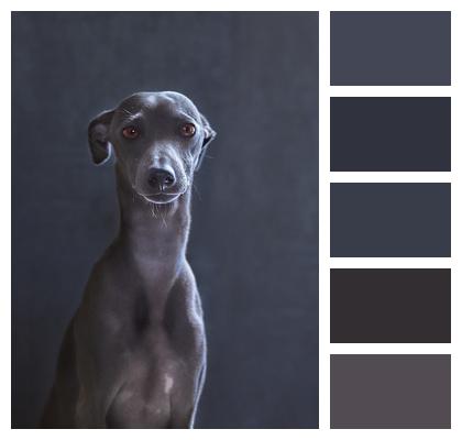 Greyhound Dog Puppy Image