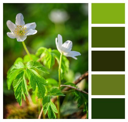 Petals Nature Flower Background Flora Image