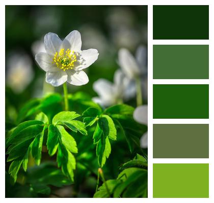 Petals Flower Wallpaper Forest Floor Flower Image