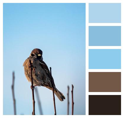 Animal In The Evening Finland Bird Image