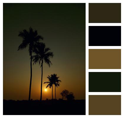 Sky Trees Nature Tropical Image
