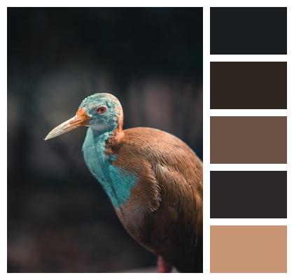 Aramides Russetnaped Wood Rail Closeup Bird Image