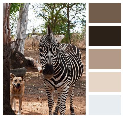Dog Zebra Animals Image