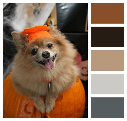 Costume Halloween Dog Image