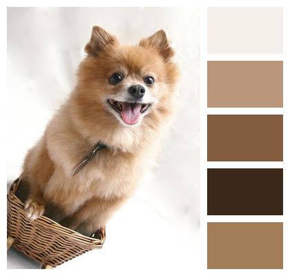 Pet Basket Dog Image