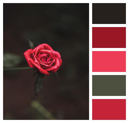 Flower Red Rose Image