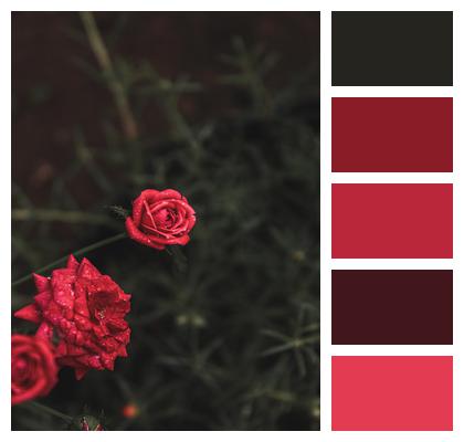 Roses Flowers Red Image