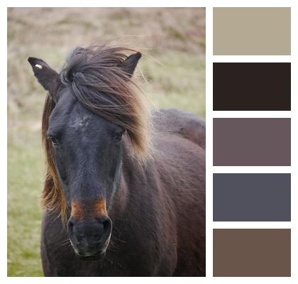 Equine Pony Horse Image