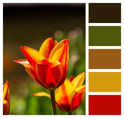 Spring Nature Twotone Flora Image