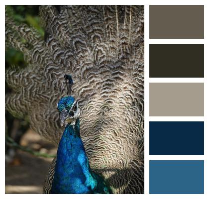 Avian Pattern Ave Bird Watching Image