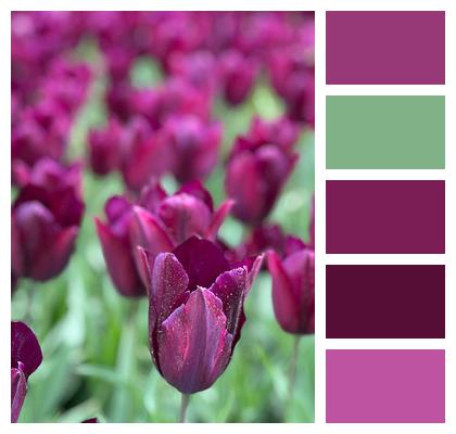 Tulips Nature Flower Background Hampton Court Palace Image