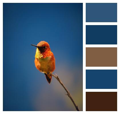 Rufous Hummingbird Bird Image