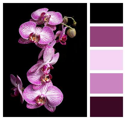 Flora Bloom Phalaenopsis Flower Background Image
