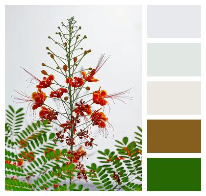 Bloom Caesalpinia Pulcherrima Plant Flowers Image