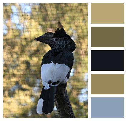 Hornbill Ornithology Bird Image