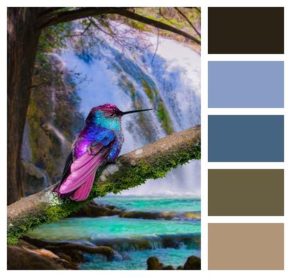 Bird Waterfall Hummingbird Image