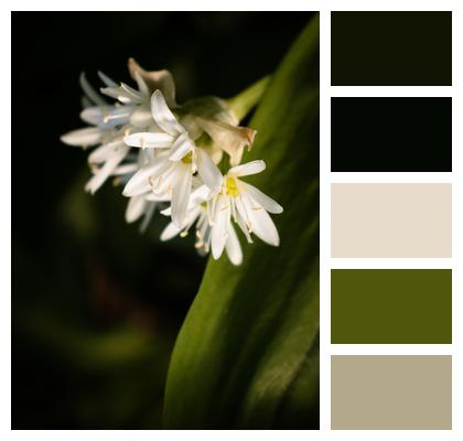 Eurasian Wild Garlic Wood Garlic Allium Ursinum Blossom Image