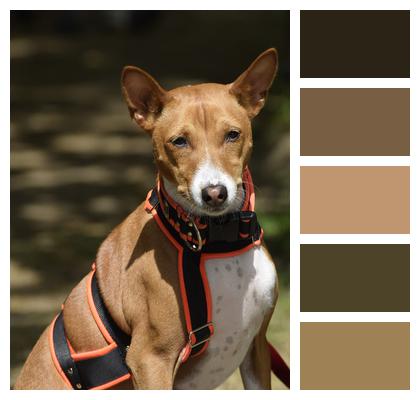 Dog Canine Pet Image