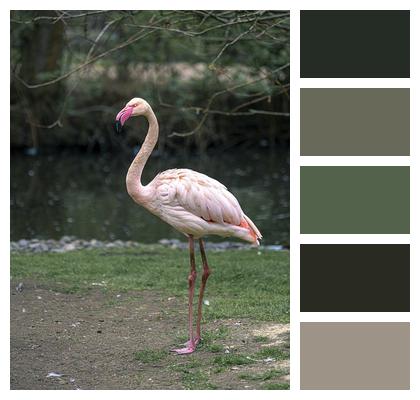 Flamingo Bird Zoo Image