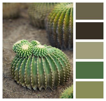 Plant Cacti Garden Image