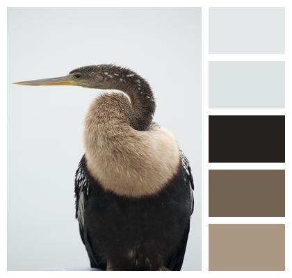 Wildlife Bird Anhinga Image