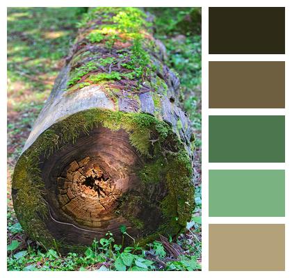 Forest Log Greenery Tree Image