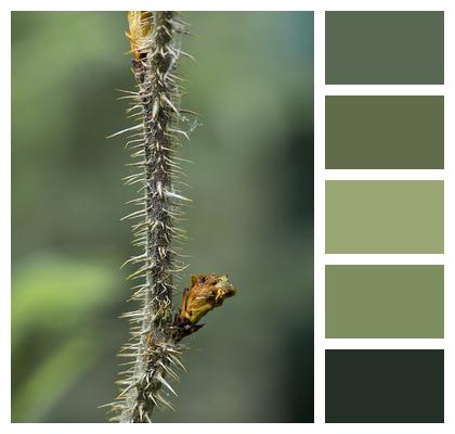 Prickly Thorns Plant Image