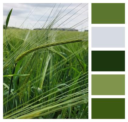 Field Nature Wheat Image