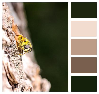 Macro Nature Tree Trunk Photography Image