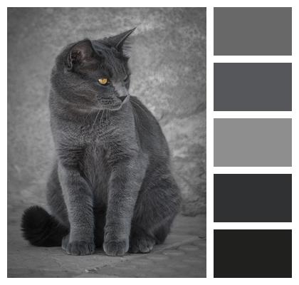 Animal Grey Cat Image