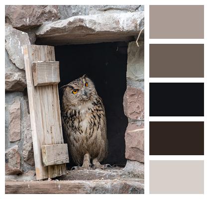 Owl Barn Bird Image
