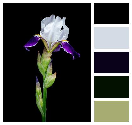 Bud Flower Iris Image