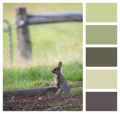 Wildlife Rabbit Rabbit Animal Image