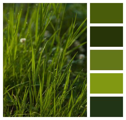Meadow Grass Dew Image