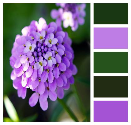 Bloom Plant Nature Garden Image